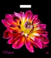 Пакет с вырубной ручкой (42х48)-90 Перфекто Герцогиня Тико 25/400 Пакет с вырубной ручкой (42х48)-90 Перфекто Герцогиня Тико 25/400