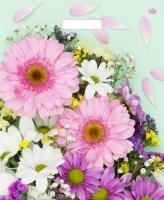 Пакет с вырубной ручкой (38х45)-60 Нежные герберы Тико 50/500  Пакет с вырубной ручкой (38х45)-60 Нежные герберы Тико 50/500