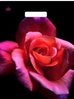 Пакет с вырубной ручкой (31х40)-60 Малиновая роза Тико 50/500 Пакет с вырубной ручкой (31х40)-60 Малиновая роза Тико 50/500